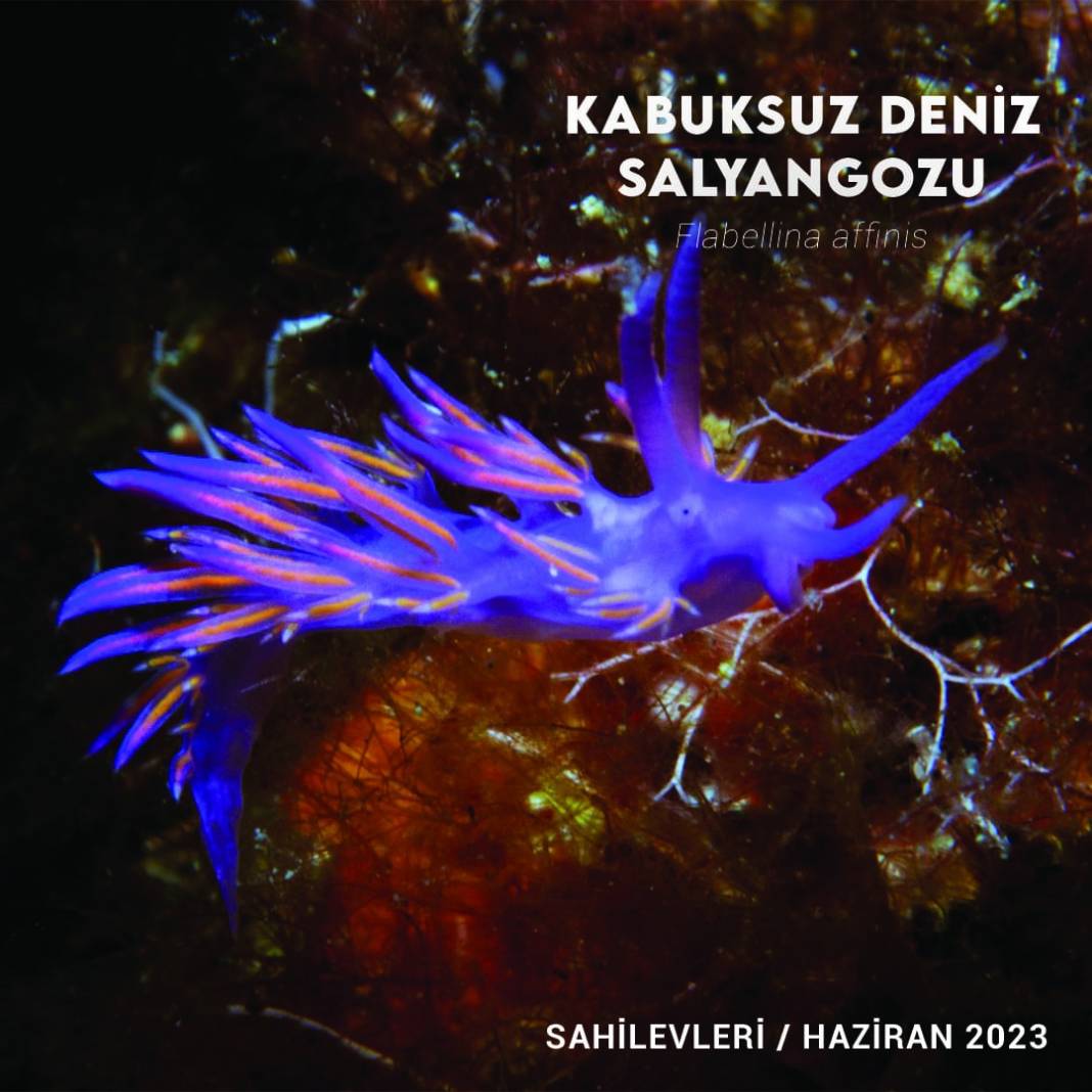 İzmir Körfezinde Biyolojik Çeşitlilik İzleme Çalışmaları Başlıyor 3